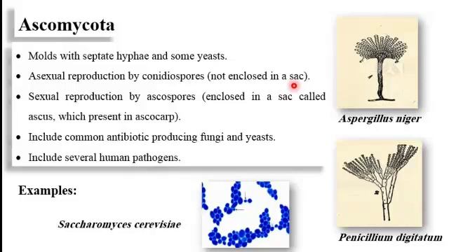 Agricultural Microbiology - Lec9 - Dr Hany Abdel Rahman