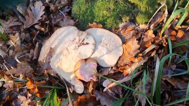 Как мы грибы в ноябре собирали! #лесные_грибы_на_Кубани смотреть онлайн