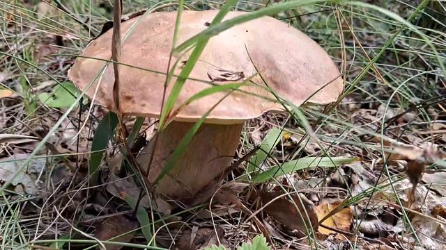 Первые белые грибы! смотреть онлайн