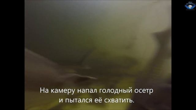 Осетровая ферма. Производительность - 20 тонн в год. Обзор УЗВ.
