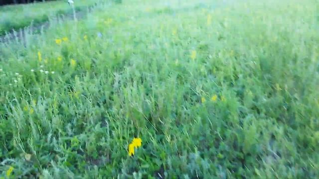 По грибы, по ягоды и не много коп. 30.06.22 смотреть онлайн