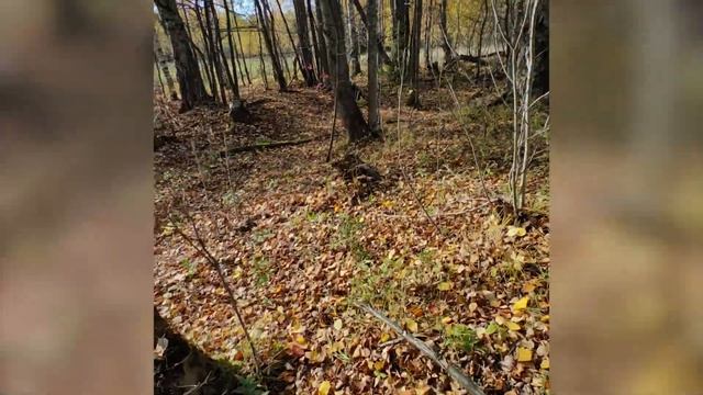 Нашел грибы. Покатушка по лесу смотреть онлайн