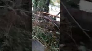 Агой Последствия