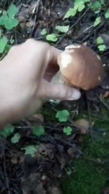 Вот такая попа🙈 #грибники #грибы #гуляем #грибалка #shorts #лес смотреть онлайн