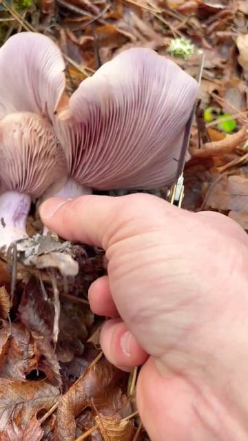 Гриб-цветок🌸 Wood blewit - фиолетовая рядовка. Lepista nuda леписта голая, леписта, синеножка.