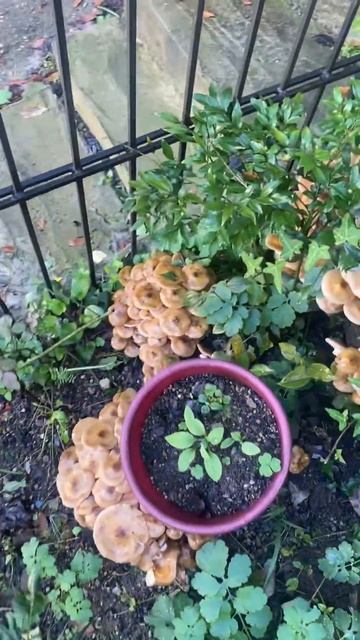 Грибы в моем саду… смотреть онлайн