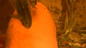 Laetacara curviceps (Flag acara)