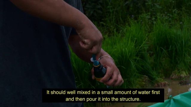 Paddy Seedling Root Dip Technique in Adi w/ English Subtitles || Entomology ||Agriculture|| Pasigha