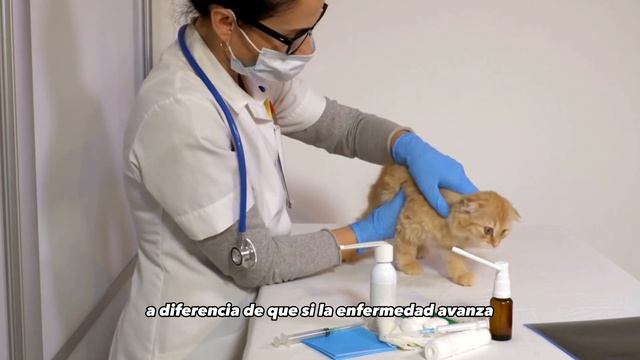 Esporotricosis en gatos - Sporothrix brasiliensis смотреть онлайн