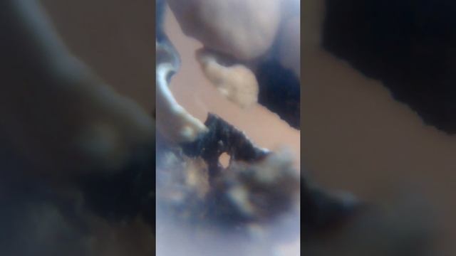 DIY Smartphone Microscope: Lichen checking смотреть онлайн