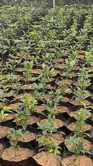 TƯỚI NƯỚC LÀM MÁT BỀ MẶT MỘC HƯƠNG смотреть онлайн