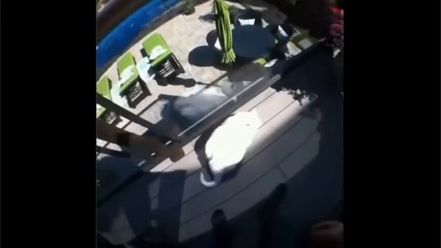 лучшие приколы с котами 2017 года! смотреть онлайн