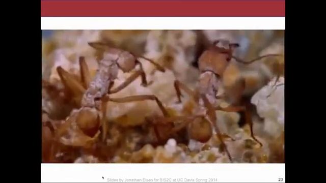 Lecture 15 SectionA BIS2C UC Davis Spring 2014 Jonathan Eisen смотреть онлайн