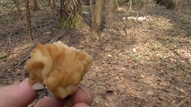 Ураа первые грибочки Сезон открыт смотреть онлайн