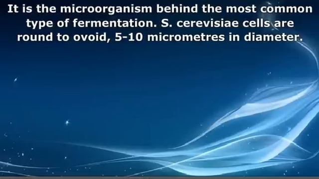 AP Biology - Saccharomyces Cerevisiae смотреть онлайн