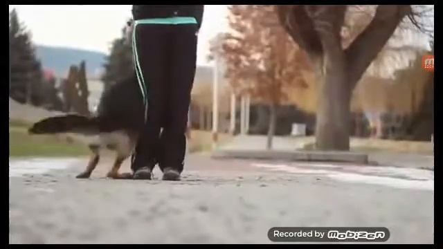 Как девушка выдрессировала овчарку смотреть онлайн