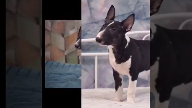 ПРЕДЛАГАЕТСЯ ЩЕНОК СТАНДАРТНОГО БУЛЬТЕРЬЕРА.МИЛАЯ И КРАСИВАЯ ДЕВОЧКА В ПОИСКЕ СЕМЬИ ИЗ ПИТЕРА.РОССИ смотреть онлайн