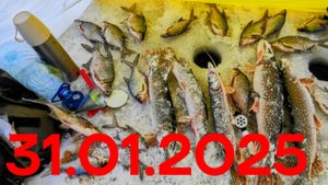 Поставил 8 жерлиц,поймал 6 щук.Рыбалка в Екатеринбурге 31.01.2025.