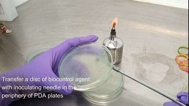 Dual Culture Technique смотреть онлайн