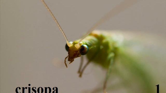 Afidi. parassiti di controllo Afide con prodotti naturali. Ricette fatte in casa. смотреть онлайн