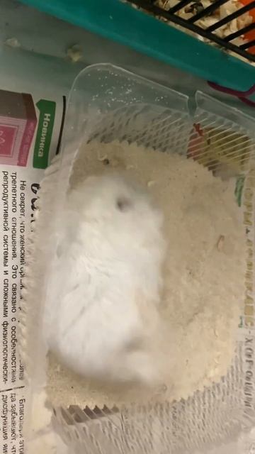 А вы знали что хомяки купаются не в воде а в песке🙂😊 смотреть онлайн