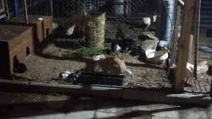 вольерное содержание кроликов