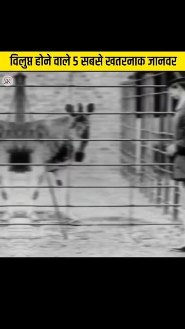 विलुप्त होने वाले 5 सबसे खतरनाक जानवर🤯 | sk fact all |#shorts смотреть онлайн