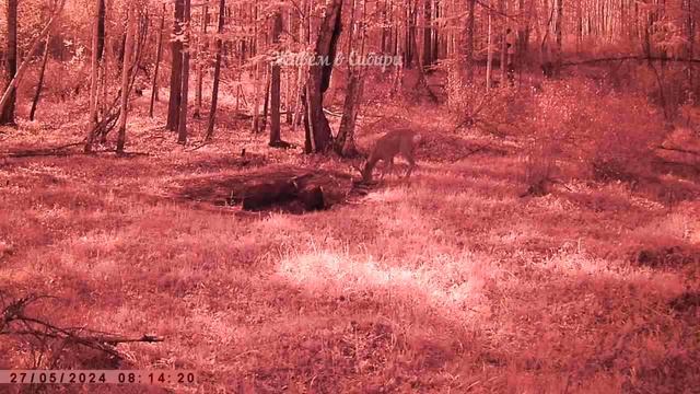 СИБИРСКИЕ КОСУЛИ ТАЙГА ФОТОЛОВУШКА ПРИРОДА смотреть онлайн