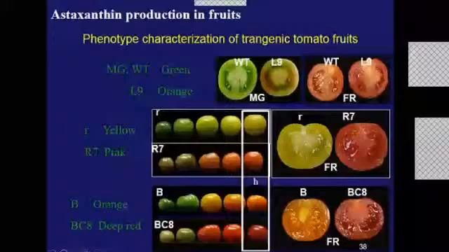 SVCE - Biotechnology Webinar - Microalgal Genes 9th June 2020