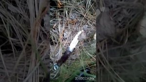 с.Ириновка, за грибами!01.10.22.