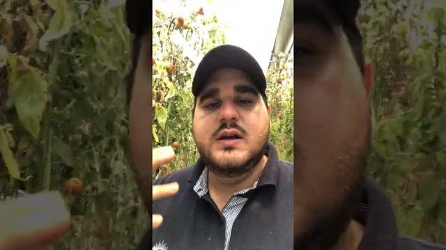 Fusarium, ¡Ya no más! смотреть онлайн