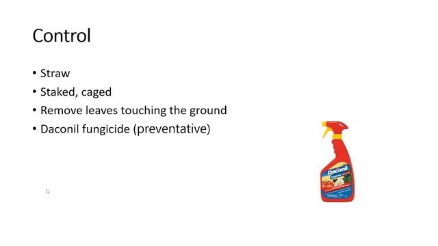 Tomato Issues: Septoria Leaf Spot, Yellow Shoulder, Stink Bugs and Herbicide Damage смотреть онлайн