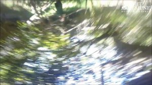 Small Carnivore September: Fossa Runs Away With GoPro!