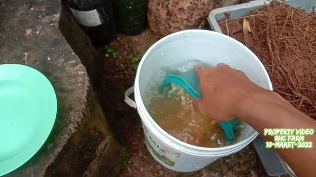Mengolah URIN KELINCI dan HUMUS BAMBU Menjadi POC | Jadam Microorganisme Solutions | FERMENTASI URI