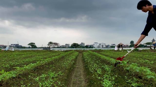 Cà chua sau 10 ngày xuống giống. Em tưới rử phân NPK 30-10-10+Phân trứng ngâm+Humic+Trichoderma. смотреть онлайн