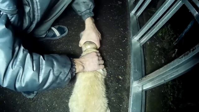 Кошки #cпасение кота смотреть онлайн