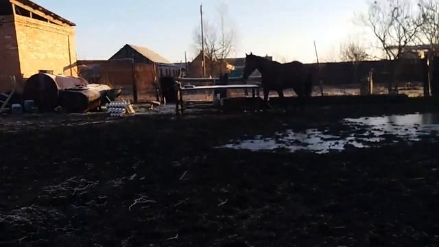 Домашние лошади смотреть онлайн