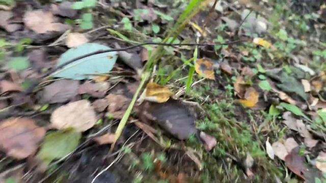 Грибы! Из офиса в лес! Вечерний сбор))) смотреть онлайн