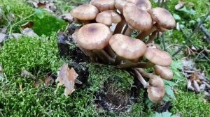 Опята. Тихая охота по грибы! Собираем Опёнки! #Поиск__грибов  #опята #тихая_охота_по_грибы