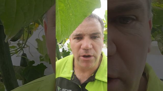 Update on winter cucumbers going into summer with fungal challenges смотреть онлайн