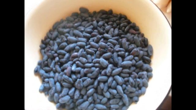 Жимолость сорт Хонейби урожай 2020. honeysuckle  Honeybee harvest 2020.