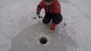 Зимний Золотой судак