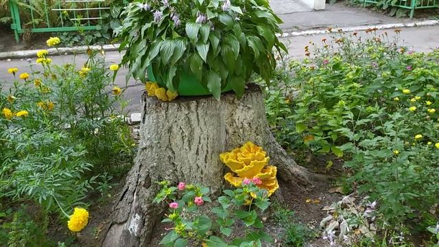 ГРИБЫ - главное украшение клумбы. смотреть онлайн