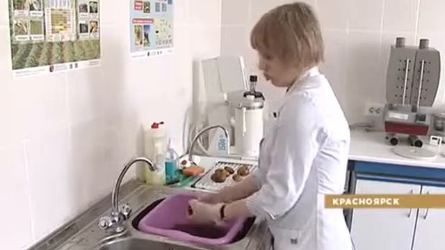 О проверке семенного картофеля в ФГБУ Красноярский Референтный центр Россельхознадзора