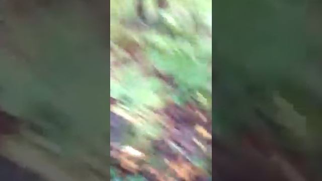 Мы собираем грибы ,как найти грибы смотреть онлайн