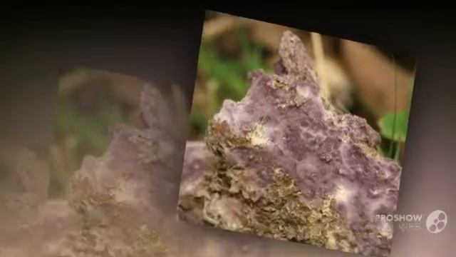 Phanerochaete crassa - fungi kingdom смотреть онлайн