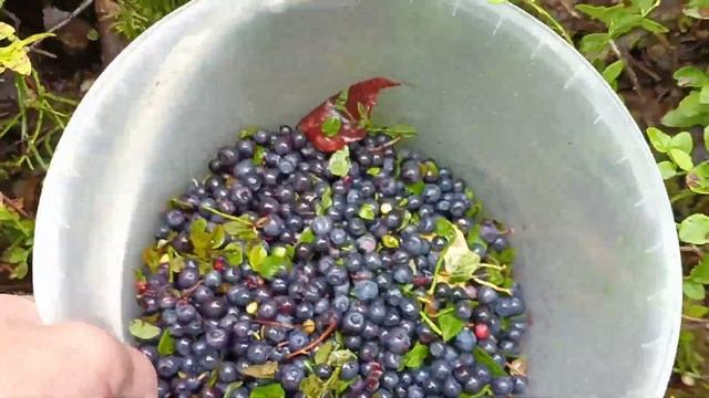 Черники море,а грибов хоть косой коси!В лес по грибы и по ягоды!Сколько можно заработать на чернике смотреть онлайн