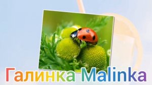 Лиса в Америке /Затишье перед бурей /Обзор /Funny 4 /Big Big Family /Жизнь в Америке /США Vlog