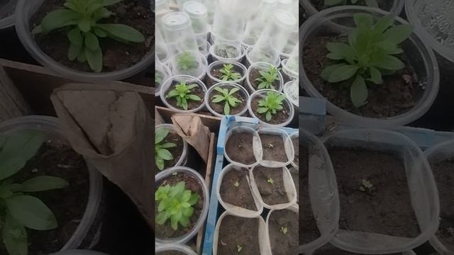Калибрахоа от агрофирмы " Виола". Рассада адаптировалась, показываю выпад! 19 расцветок.