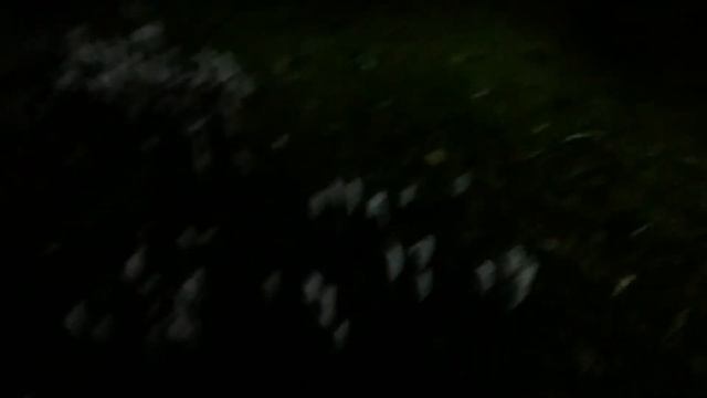 Грибы у Площади Советов в Котласе. смотреть онлайн